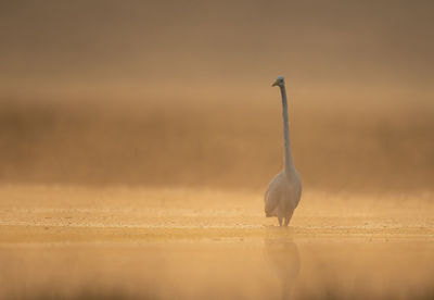 Great white heron in sunrise in misty morning