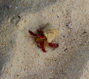 High angle view of insect on sand