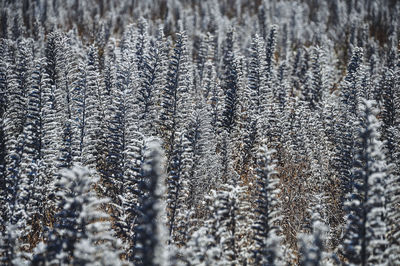 Pine trees in forest during winter