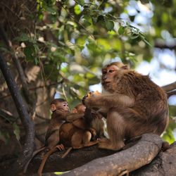 Monkey sitting on tree