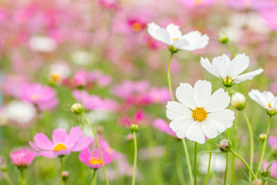 Close-up of pink cosmos flowers on field