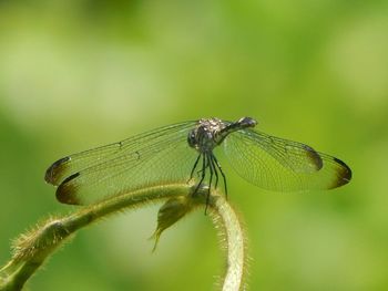 Close-up of butterfly on leaf