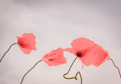 Close-up of red rose against white background