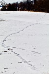 Snow covered field by trees