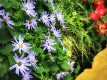Close-up of purple flowers blooming outdoors