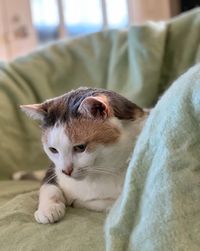 Close-up of a cat resting on bed