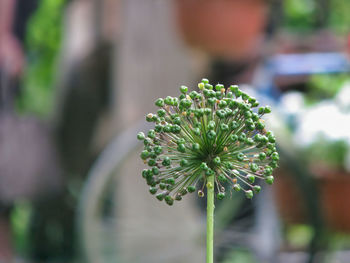 Close-up of flowering plant