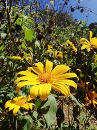 Close-up of yellow flowering plant