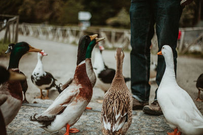 Ducks in a lake