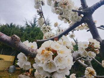 Close-up of cherry blossoms against sky