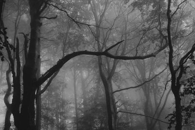 Low angle view of bare trees in forest