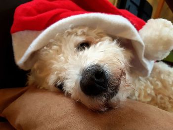 Close-up portrait of dog