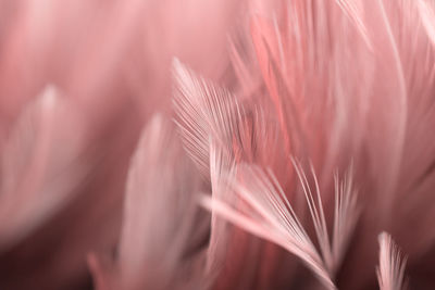 Close-up of feather on pink flower