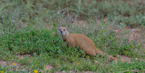 Yellow mongoose or mongooses in the wild and savannah landscape of africa