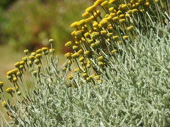 Close-up of yellow flowering plant on field