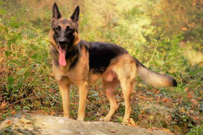 Portrait of dog standing on land