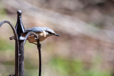 Close-up of bird perching on wood