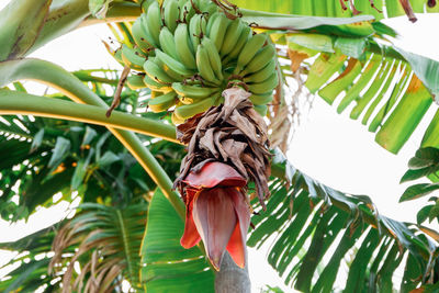 Low angle view of banana tree