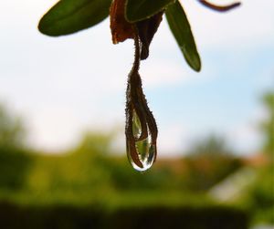 Close-up of water drops on leaf