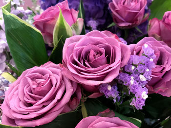 Close-up of pink roses