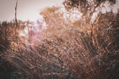 Close-up of dry plants on field