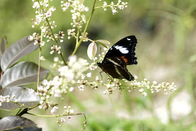 Close-up of butterfly pollinating on flower