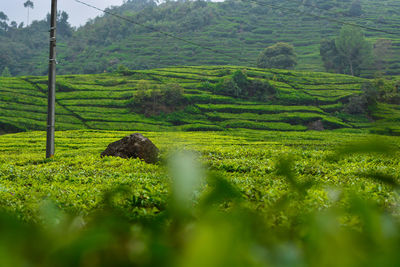 Scenic view of agricultural field