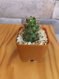 High angle view of potted plant on table