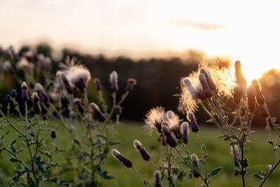 Close-up of purple flowering plants on field against sky