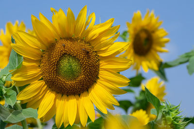 Close-up of sunflower