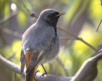 Close-up of bird perching on branch