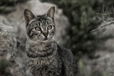 Close-up portrait of cat