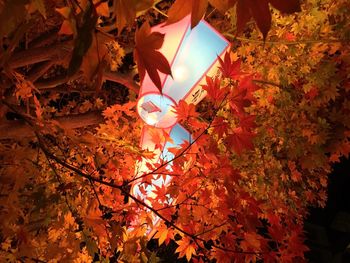 Low angle view of orange leaves
