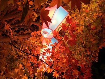 Low angle view of orange leaves