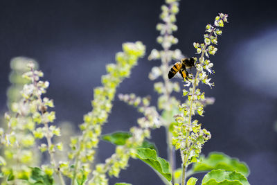 Close-up of bee on flower