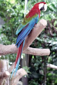 Close-up of scarlet macaw perching on branch