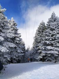 Snow covered trees against sky