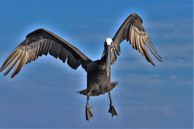 Low angle view of clear blue sky