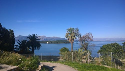 Palm trees by swimming pool against sky