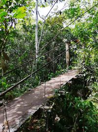 Trees growing in forest