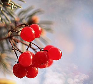 Close-up of red berries growing on tree