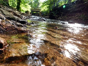 Stream flowing through forest