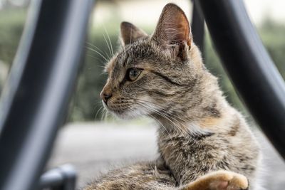 Close-up of cat looking away