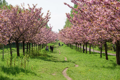 View of cherry blossom trees on field