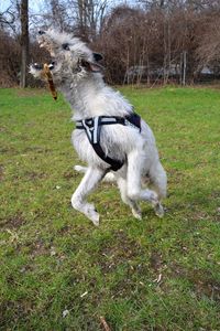 Dog on field