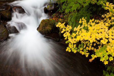 Scenic view of waterfall in forest