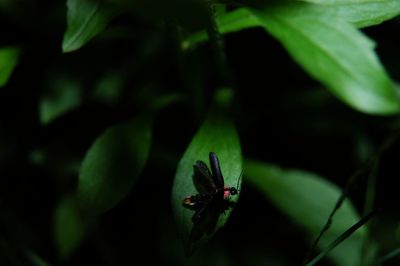 Close-up of insect on leaf
