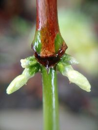 Close-up of water drops on flower