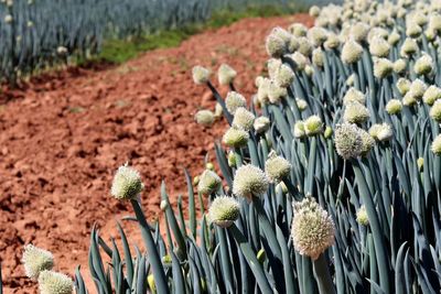 Close-up of flowering plants on field