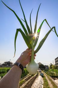 Close-up of hand holding plant against sky